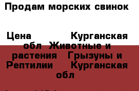 Продам морских свинок › Цена ­ 1 200 - Курганская обл. Животные и растения » Грызуны и Рептилии   . Курганская обл.